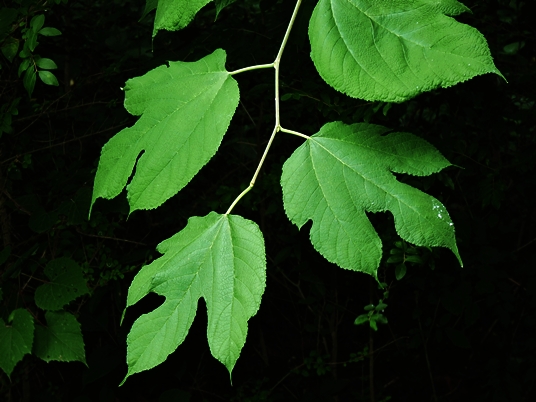 {Morus rubra}